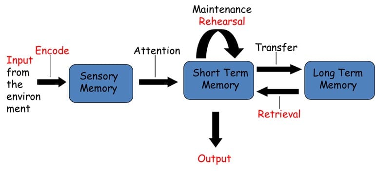 Multi-store Model of Memory Multi-store Model of Memory