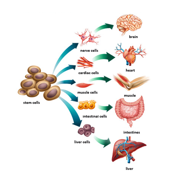Different stem cells Different stem cells