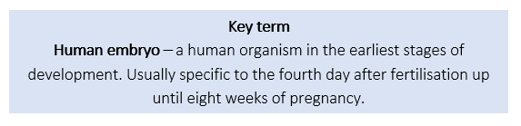 Human Embryo Human Embryo