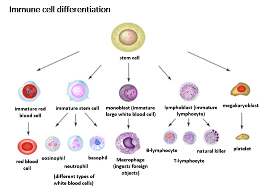 Immune cell differentiation Immune cell differentiation
