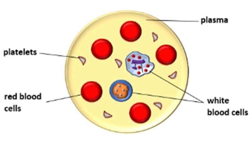 Plasma