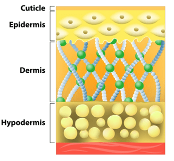 The structure of skin The structure of skin
