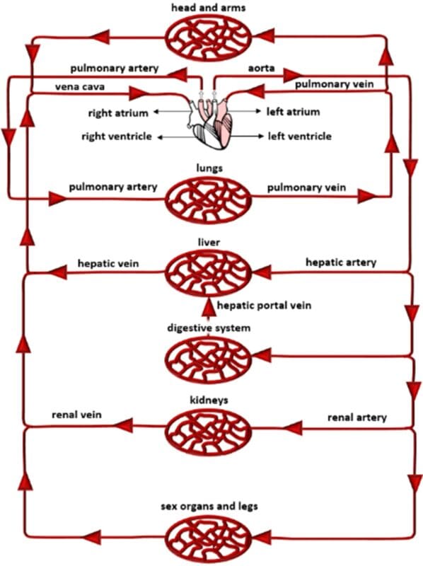 double circulatory system