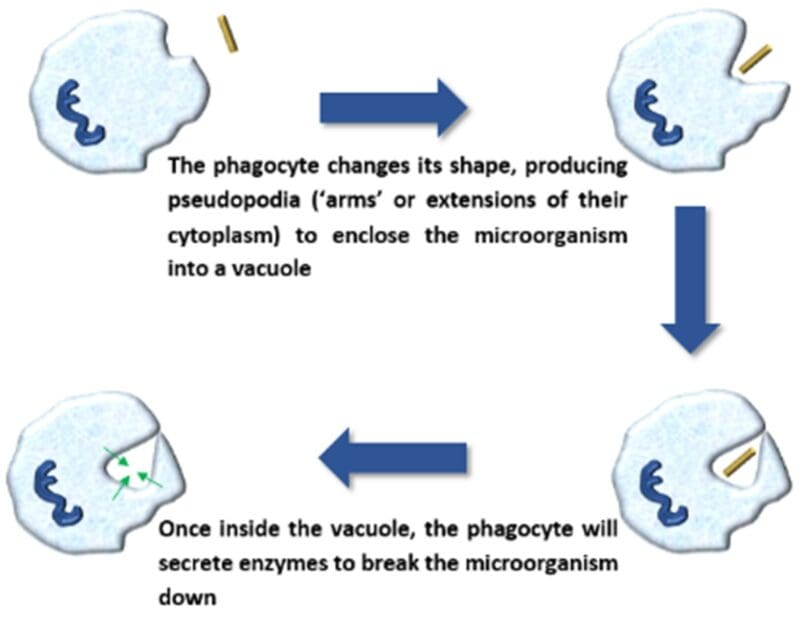 primary immune response