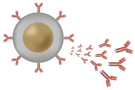 white blood cells