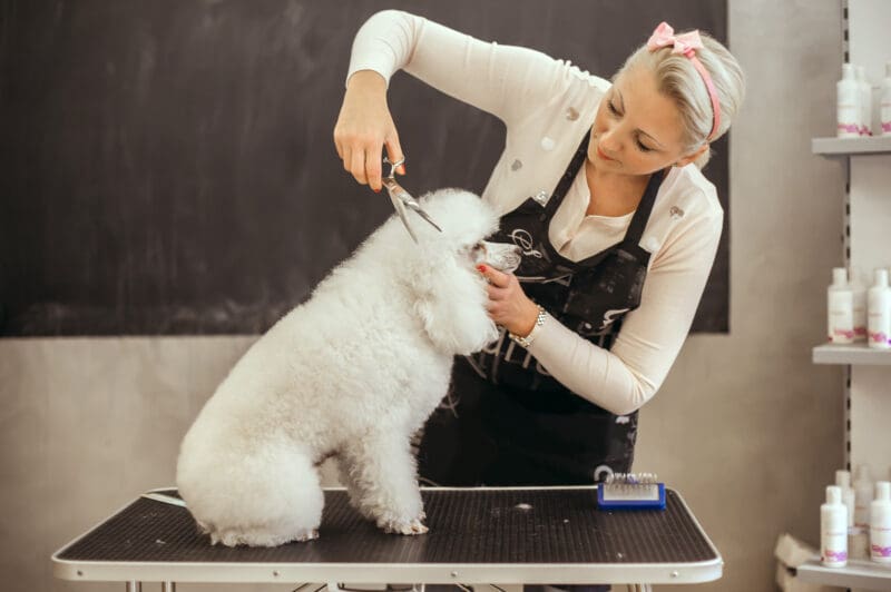Dog Groomer Level 3