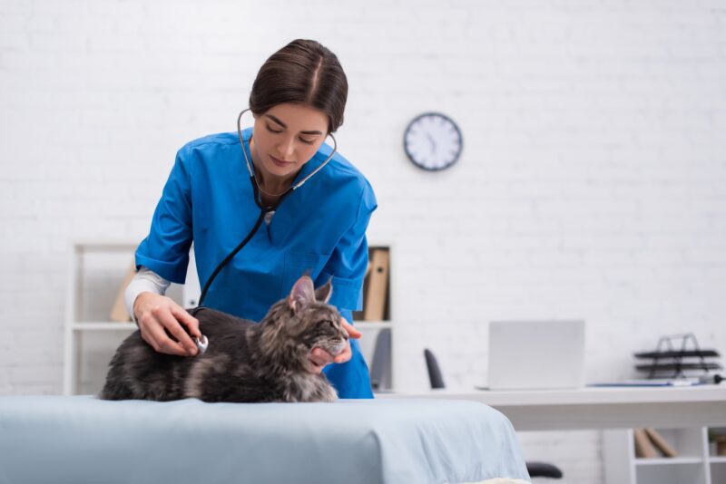 Veterinary Support Assistant Level 3